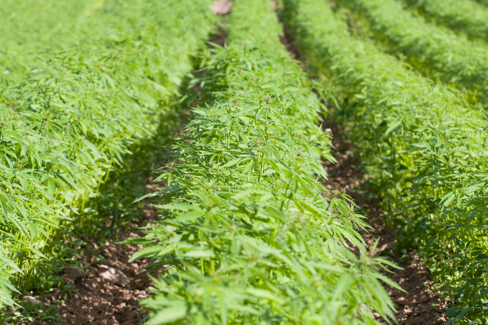 Public Hearing Set for Tomorrow on Proposed Hemp Regulations by RI Department of Business Regulations